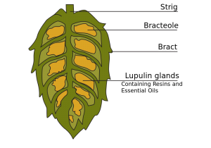 Our Los Altos, CA patients know that hops can actually make beer beneficial to their oral health.