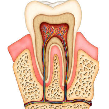 Section of a molar showing its internal structure. Digital illustration.